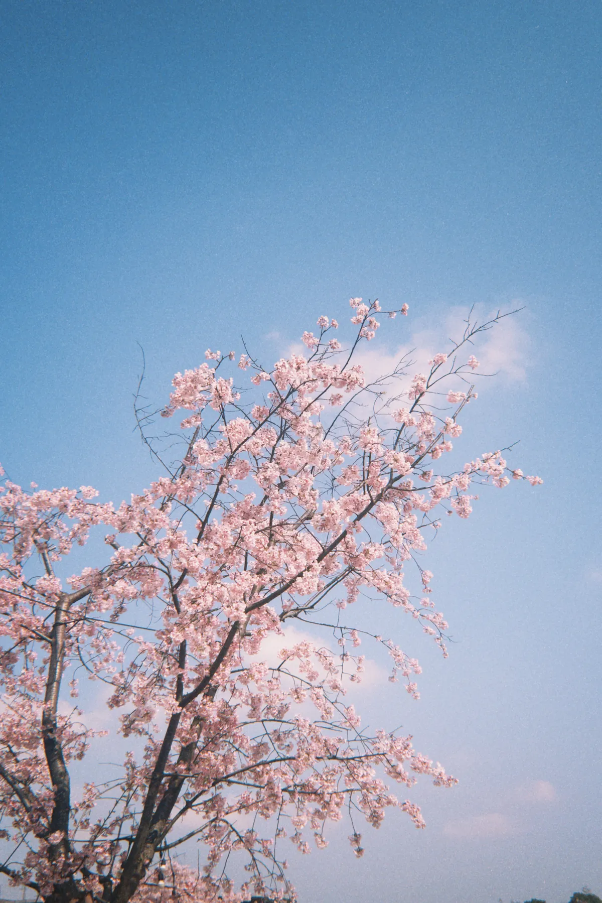 Early spring cherry blossoms at the botanical garden