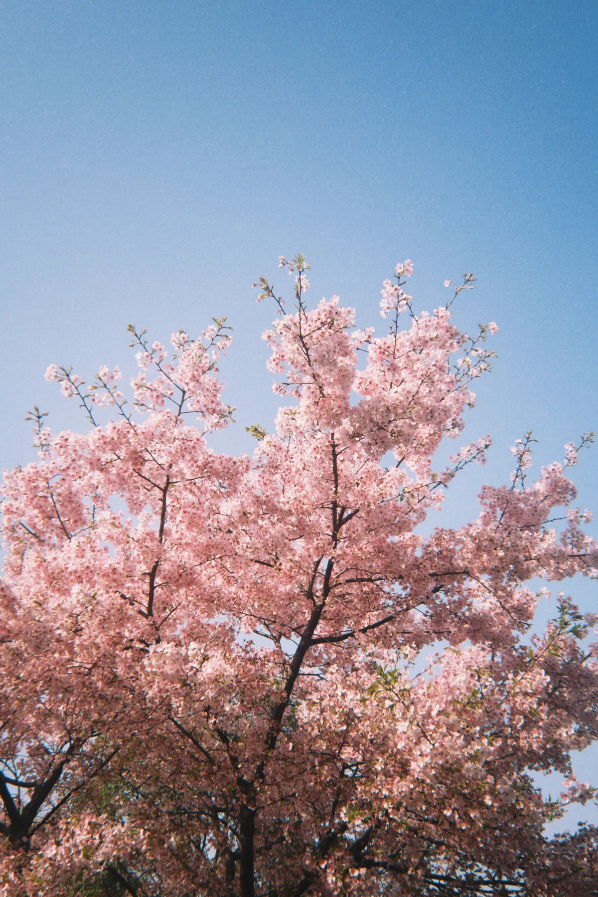 Early spring cherry blossoms at the botanical garden