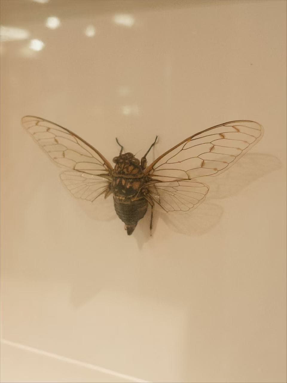 A day out in Ningbo with a classmate