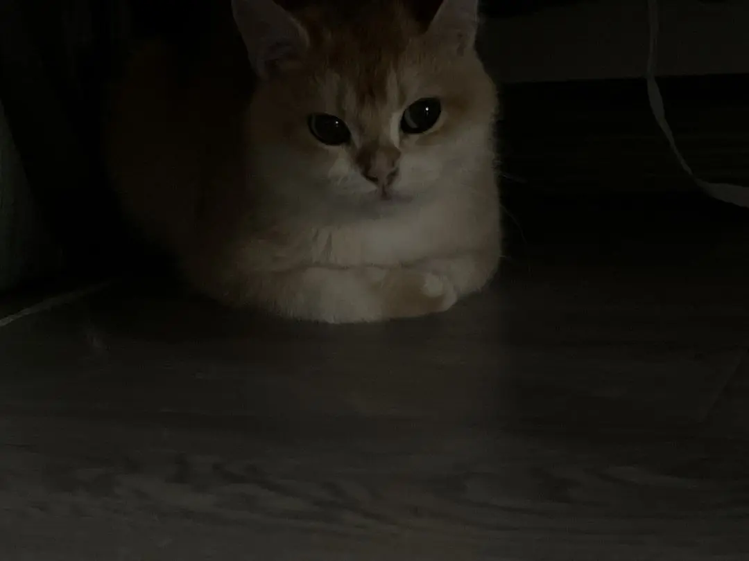 A cute cat at a friend's place