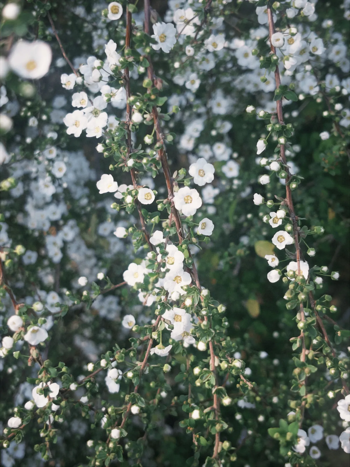 Early spring cherry blossoms at the botanical garden