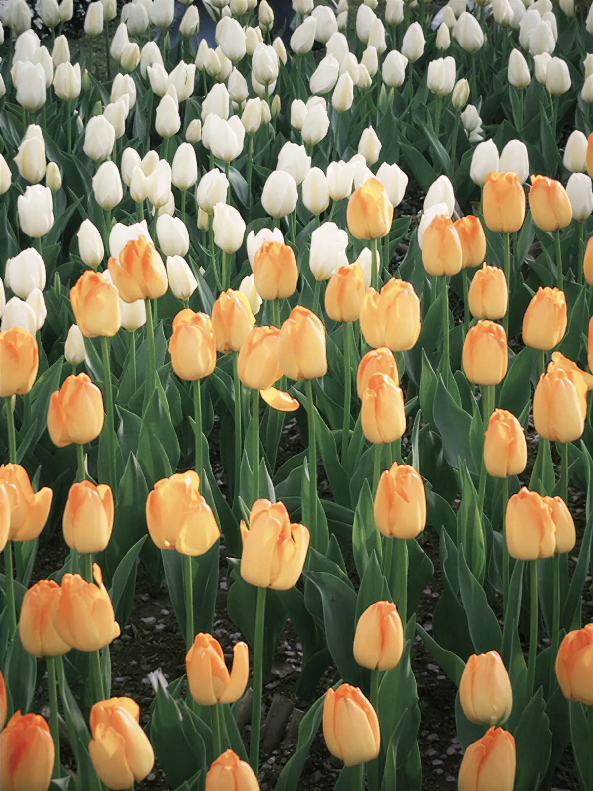 Early spring cherry blossoms at the botanical garden